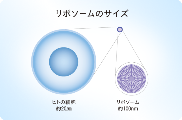 ヒトの細胞よりも小さいナノサイズ