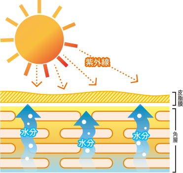 油脂膜=肌のバリア機能