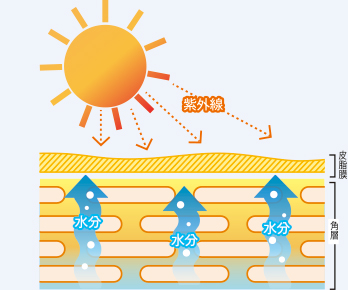 油脂膜=肌のバリア機能